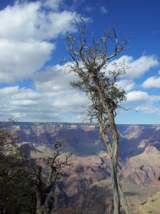 tree at grand canyon